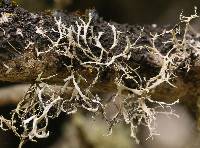 Heterodermia leucomela image