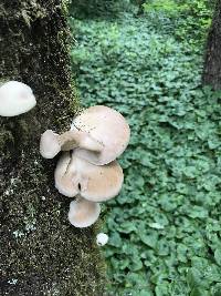 Pleurotus ostreatus image