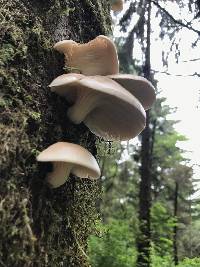 Pleurotus ostreatus image