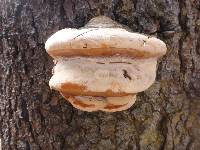 Fomitopsis ochracea image