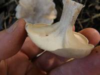 Clitocybe nebularis image