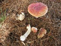 Amanita muscaria image