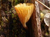 Lichenomphalia umbellifera image