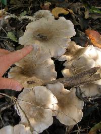 Clitocybe nebularis image