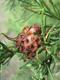 Gymnosporangium juniperi-virginianae image