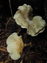 Clitocybe nebularis image