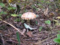 Amanita muscaria image