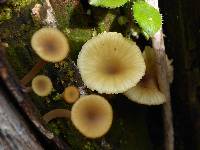 Lichenomphalia umbellifera image