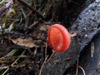 Cookeina tricholoma image