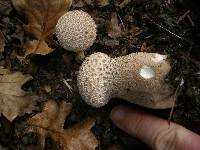 Lycoperdon perlatum image