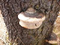 Fomitopsis ochracea image