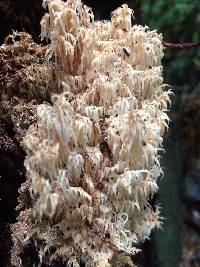 Hericium coralloides image