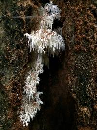 Hericium coralloides image