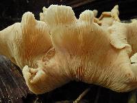 Clitocybe nebularis image