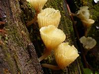 Lichenomphalia umbellifera image