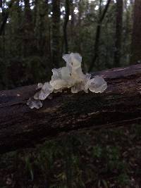 Tremella fuciformis image