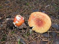Amanita muscaria image
