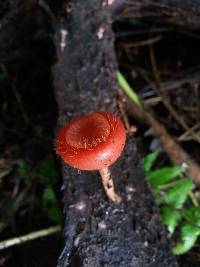 Cookeina tricholoma image