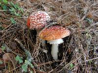 Amanita muscaria image