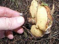 Suillus granulatus image