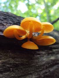 Mycena leaiana image