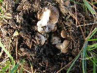 Russula amoenolens image