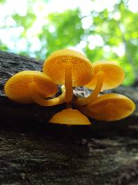 Mycena leaiana image