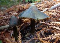 Hygrocybe astatogala image