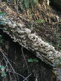 Trametes versicolor image