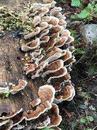 Trametes versicolor image
