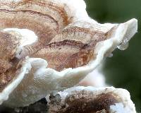 Trametes versicolor image