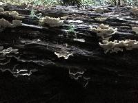 Trametes versicolor image