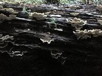 Trametes versicolor image