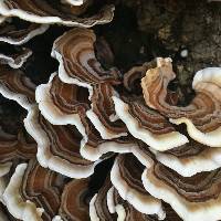 Trametes versicolor image