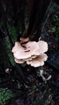 Polyporus squamosus image