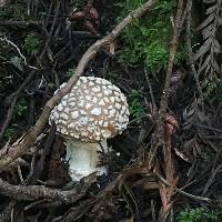 Amanita pantherina image