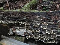 Trametes versicolor image