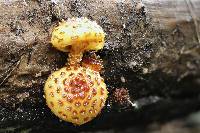 Pholiota aurivella image