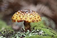 Pholiota aurivella image