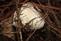 Lycoperdon perlatum image