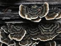 Trametes versicolor image
