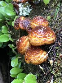 Pholiota aurivella image