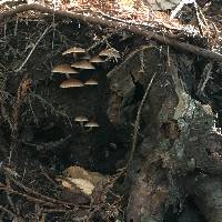 Amanita pantherina image