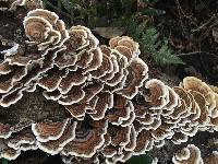 Trametes versicolor image