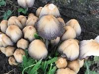 Coprinellus micaceus image