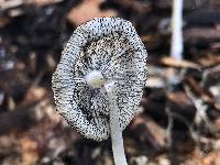 Coprinopsis lagopus image