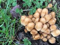 Coprinellus micaceus image