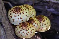 Pholiota aurivella image