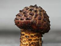 Pholiota aurivella image