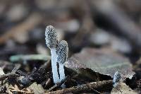 Coprinopsis lagopus image